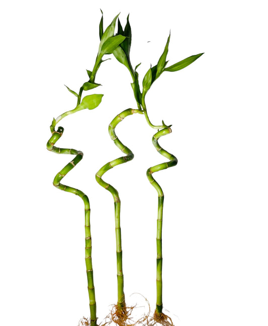 Lucky Spiral bamboo