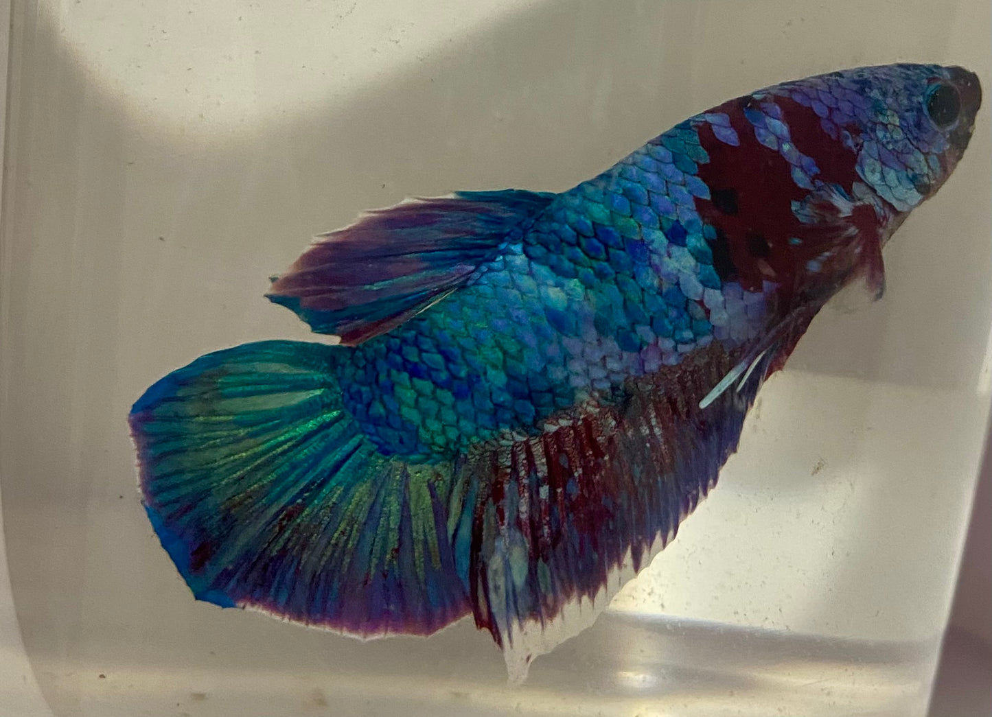 koi male betta (Betta splendens)