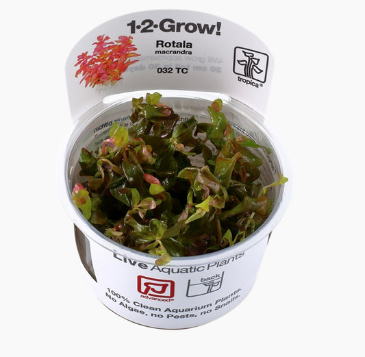 Rotala macrandra tropica 1-2 grow cup