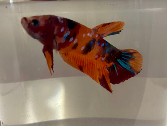 Koi male betta