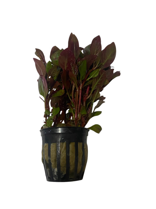 Ludwigia repens red potted