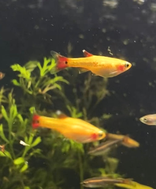 Gold white cloud minnow