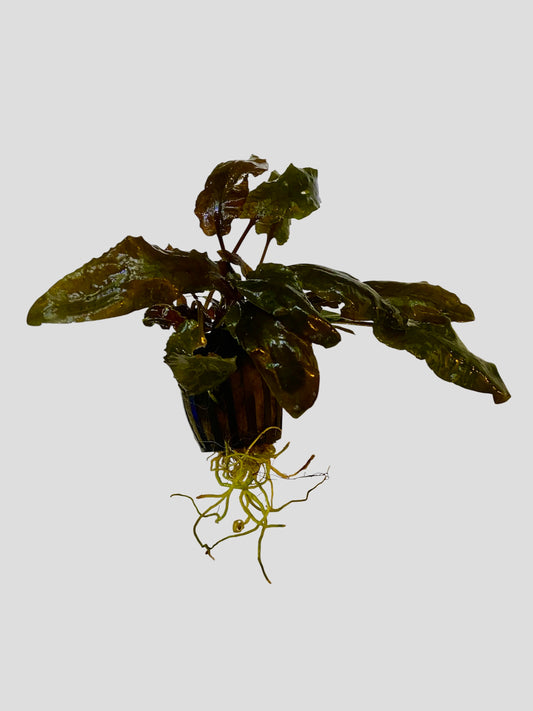 Potted Cryptocoryne wendtii brown