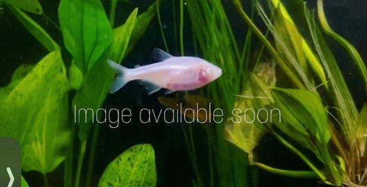 Asian rummynose tetra female (sawbwa resplendens)