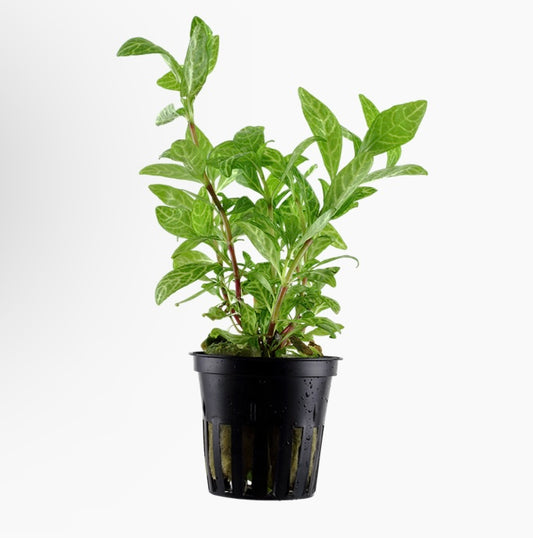 Hygrophila polysperma ‘rosanverig potted tropica