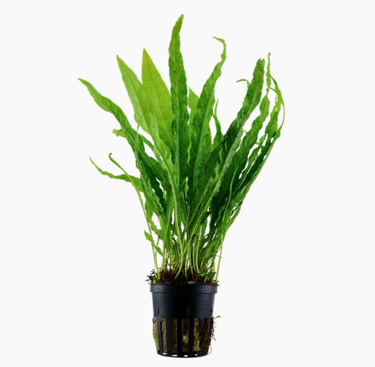 Microsorum pteropus Java fern  potted tropica