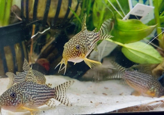 sterbai Corydora