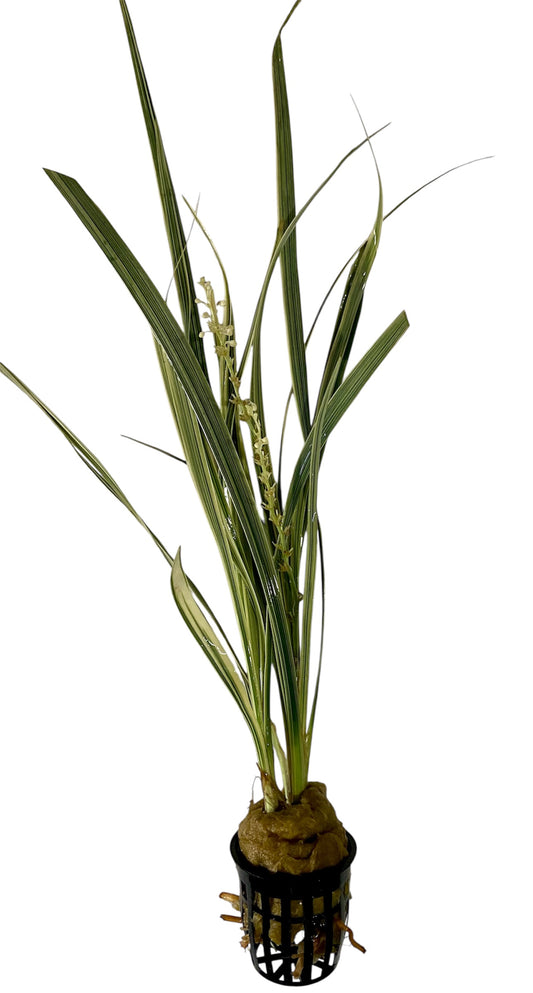 Lilly grass