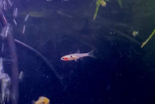 Spotted Dwarf rasbora (Boraras maculatus)