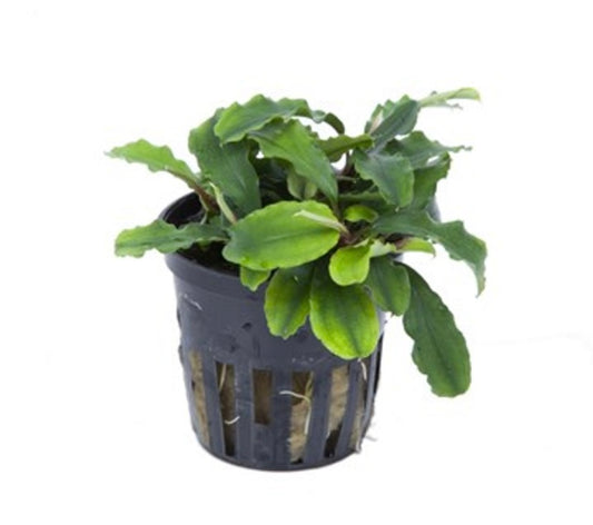 Bucephalandra Pygmaea “wavy green” potted tropica