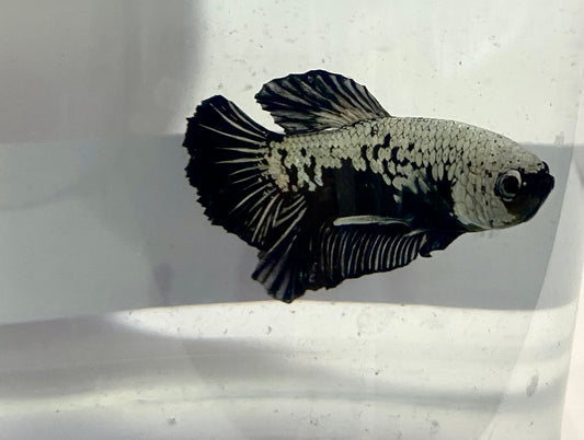 Black samurai male betta