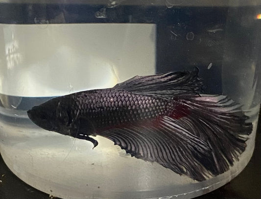 Dragon scale male betta