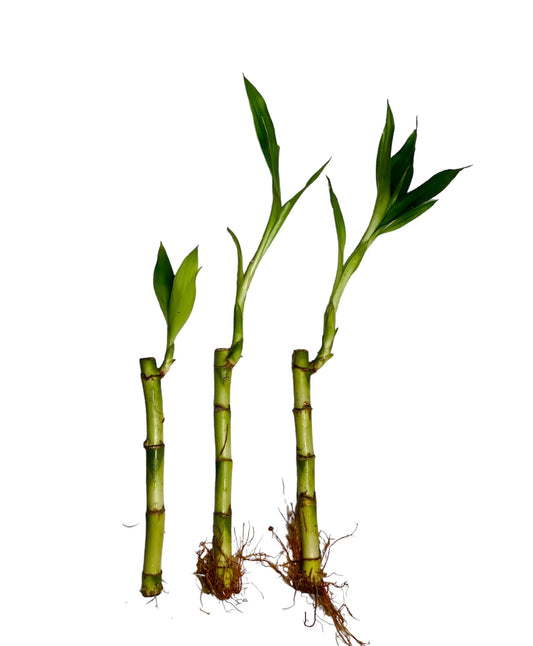 Lucky bamboo