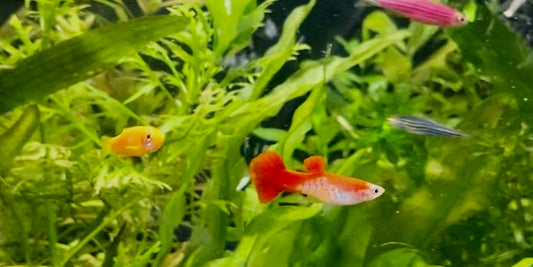 Red,blonde guppy male (Poecilia reticulata)