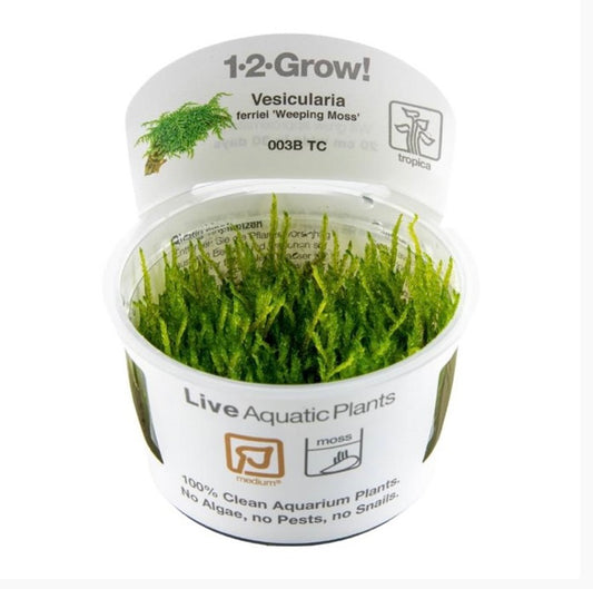 Vesicularia ferriei ‘weeping moss’ tropica 1-2 grow cup