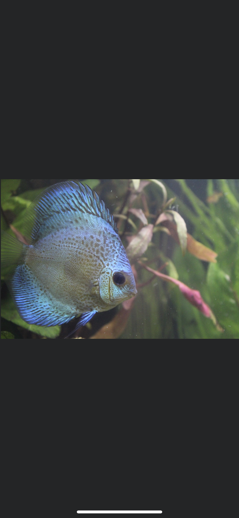 Discus, Blue snakeskin preorder (Symphysodon aequifasciatus)