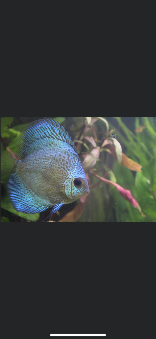 Discus, Blue snakeskin preorder (Symphysodon aequifasciatus)