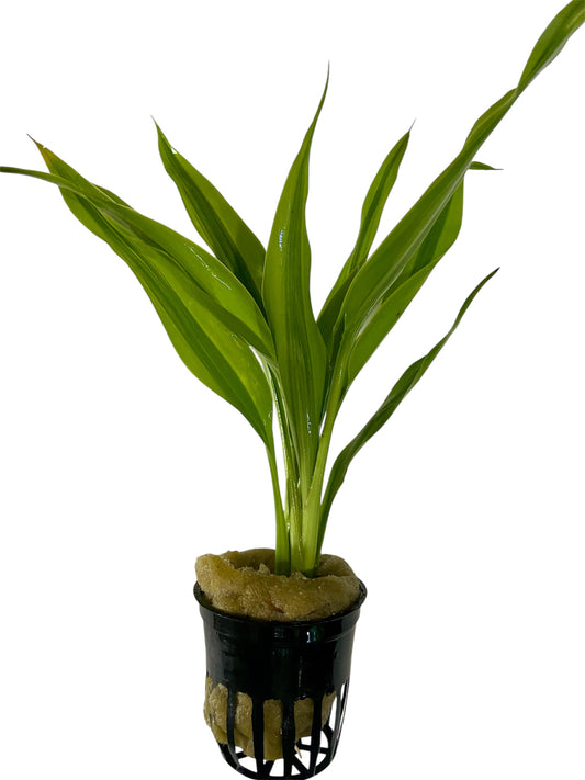 Dracaena variegatus