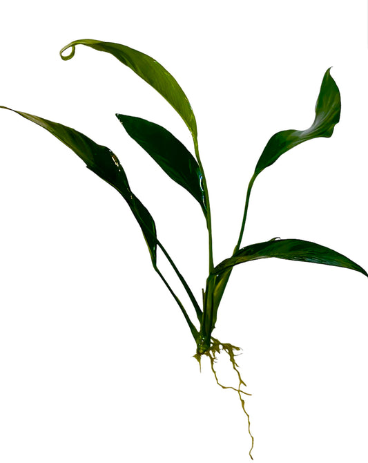 Anubias lanceolata