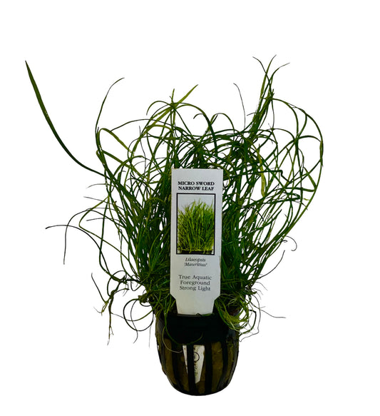 Potted micro narrow sword