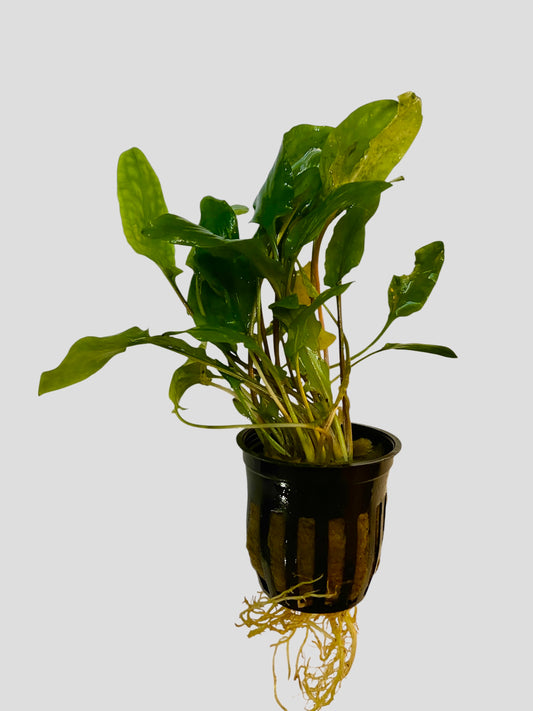 Cryptocoryne Wendtii Green potted