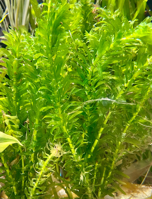 Anacharis elodea bunch