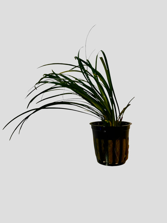 Mondo grass potted  (Ophiopogon Japonicus Nana)