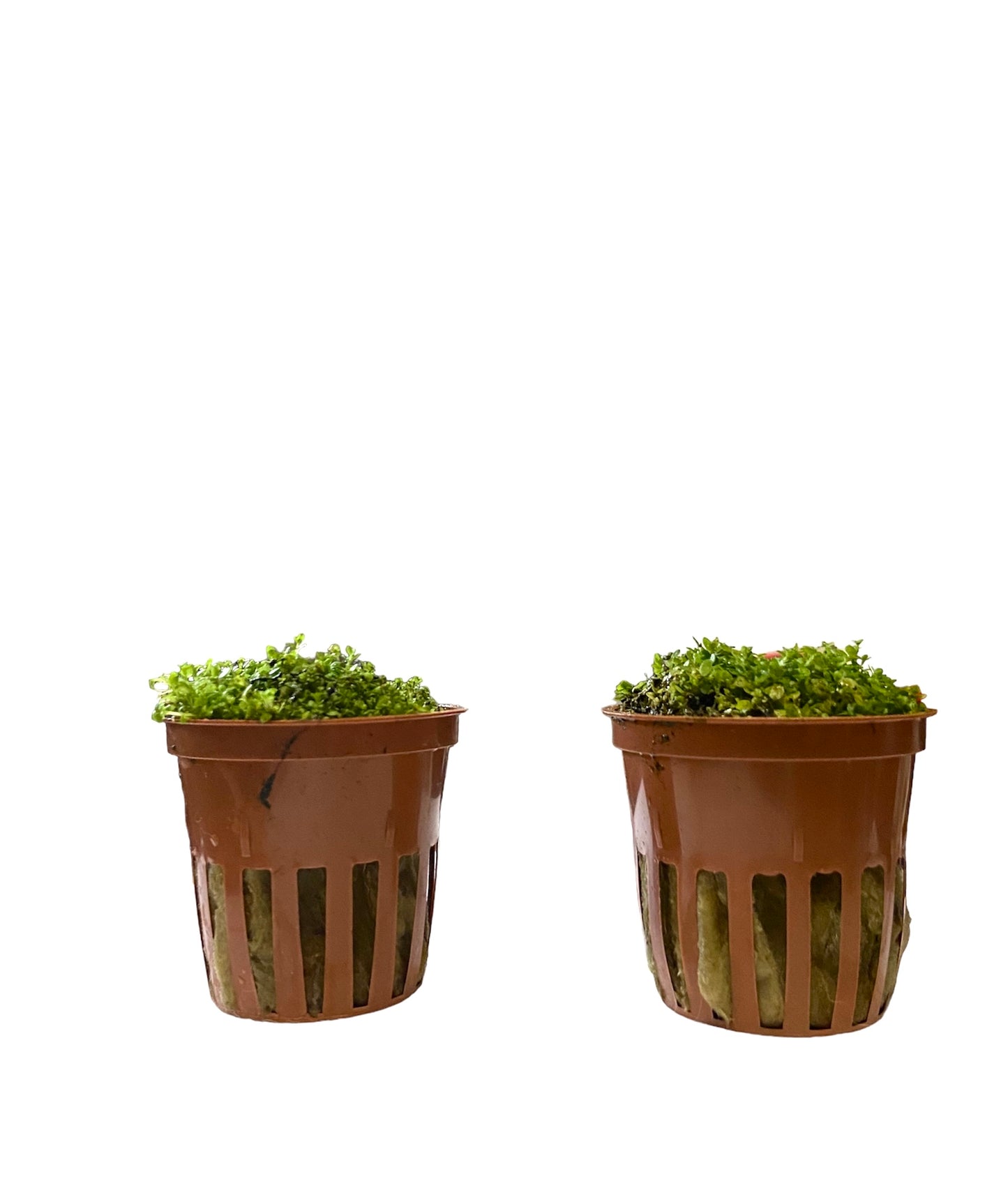 Potted Hemianthus callitrichoides “Cuba”