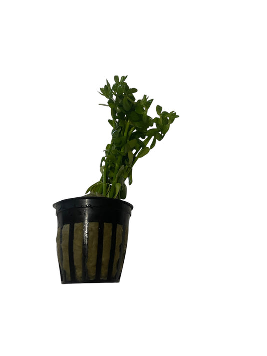 Bacopa potted