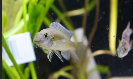 Red top trewavasae cichlid