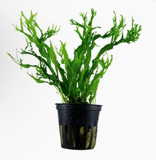 microsorum pteropus ‘windelov’ potted tropica