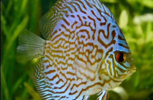 Discus, Blue turquoise preorder (Symphysodon sp)