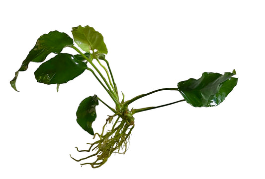 Anubias Minima