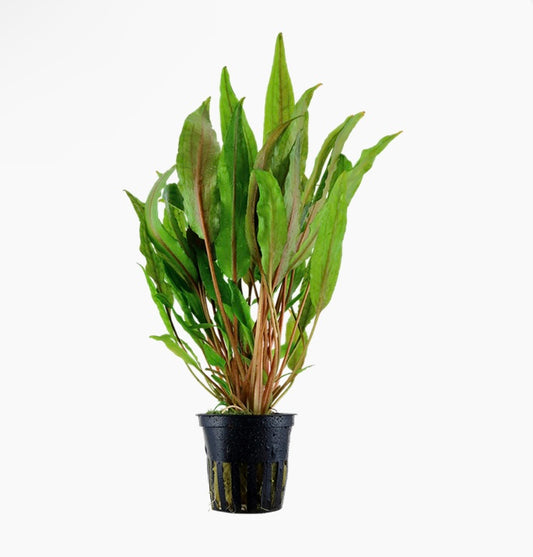Cryptocoryne undulata “broad leaves” potted