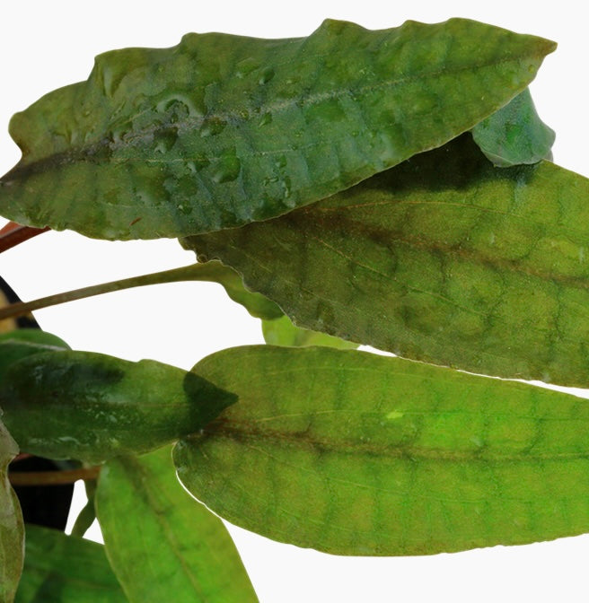 Cryptocoryne wendtii 'Tropica' potted tropica