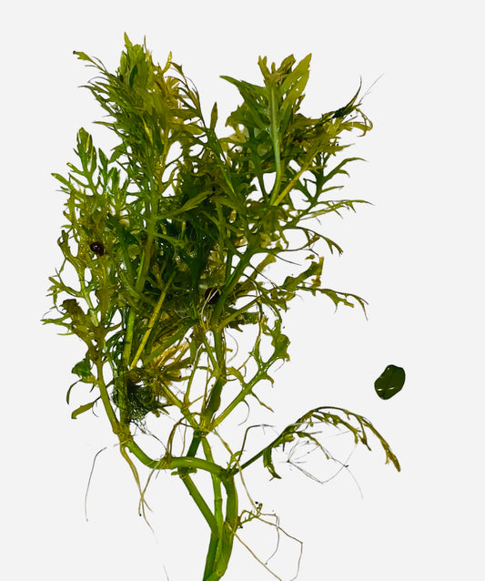 Wysteria bunch (Hygrophila Difformis / Synnema Triflorum.)