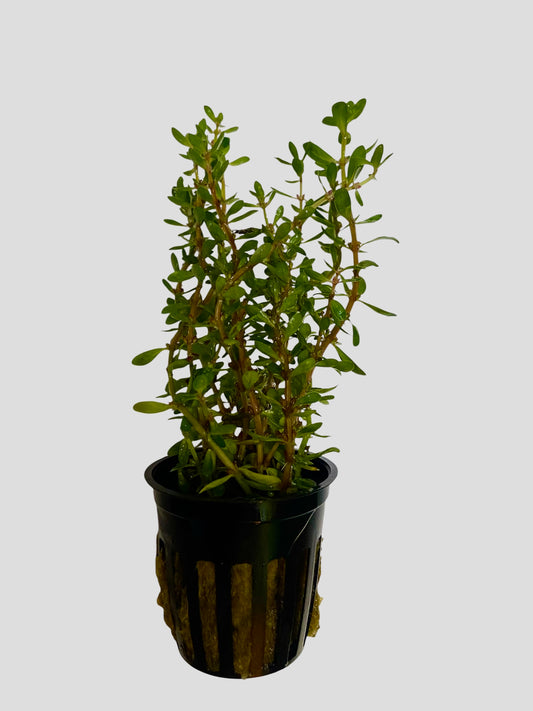 Rotala potted