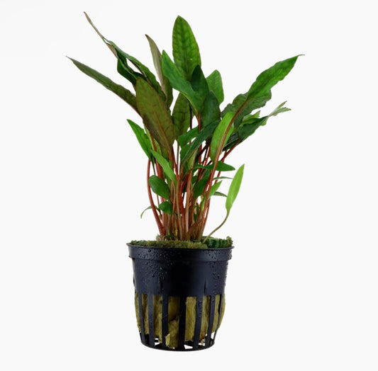 Cryptocoryne beckettii 'Petchii' potted tropica