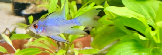 Electric blue ram