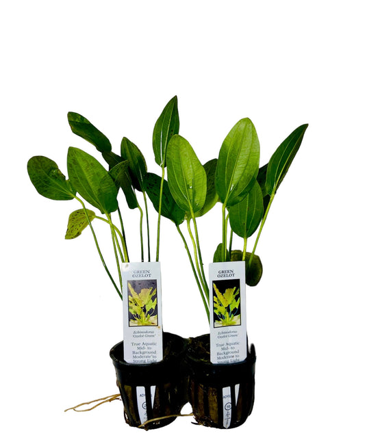 ozelot green sword potted (Echinodorus Ozelot Green)