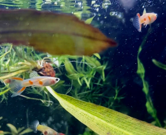 Lyretail guppy male (Poecilia reticulata)
