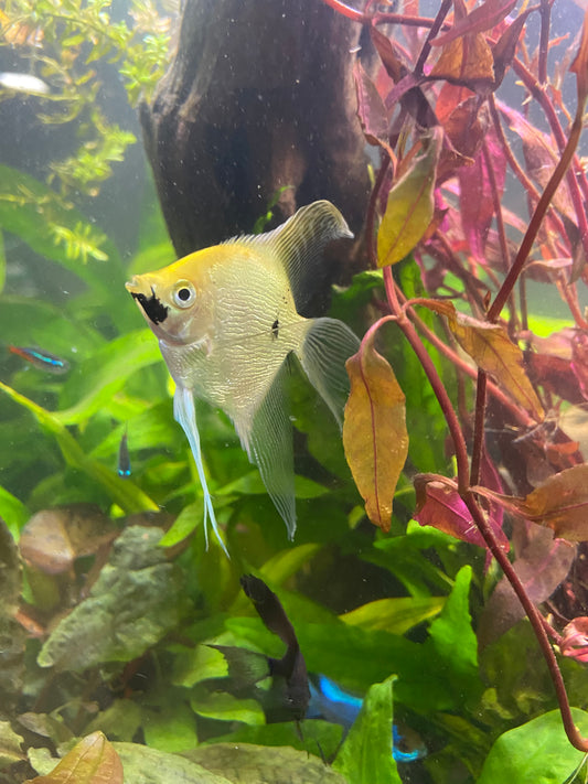 Silver/koi angelfish