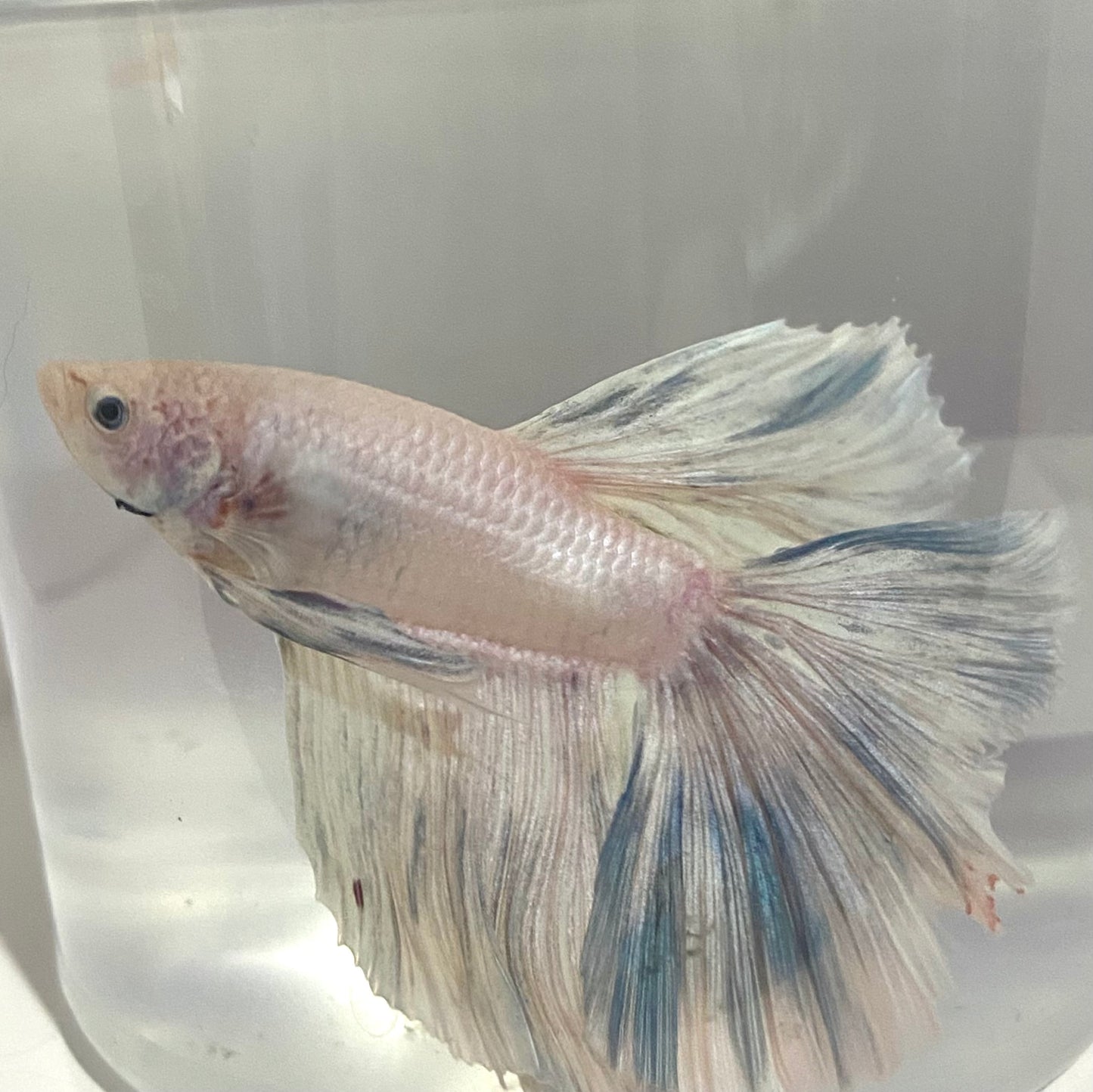 Platinum male betta