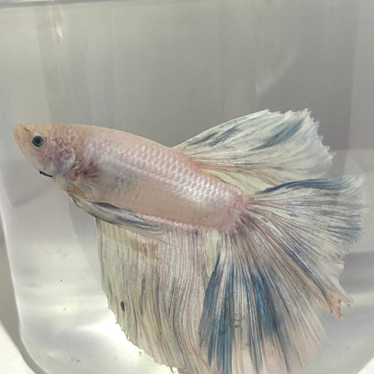 Platinum male betta