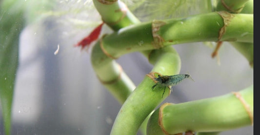 Blue rili shrimp (Neocaridina davidi var.)