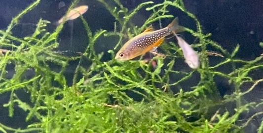 Galaxy rasbora (celestial pearl danio)