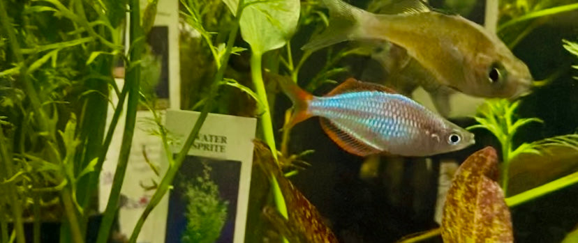 neon dwarf rainbow (Melanotaenia
praecox)