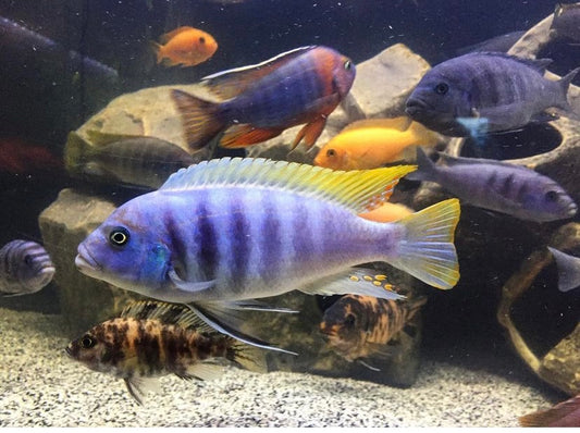 Blue zebra mbuna cichlid (Maylandia callainos)