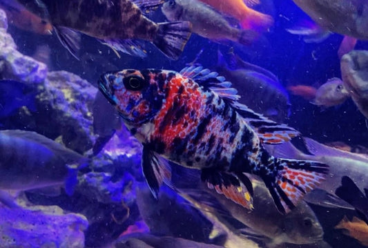 Ob peacock cichlid (Aulonocara sp.)