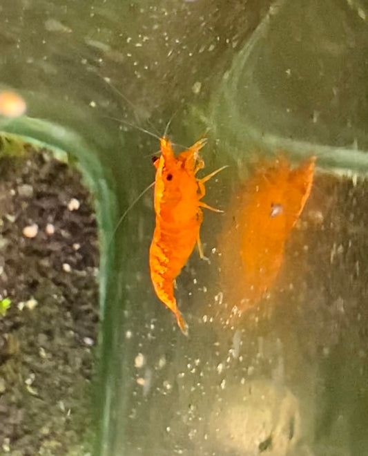 Orange Sakura shrimp (Neocaridina Heteropoda Var.)